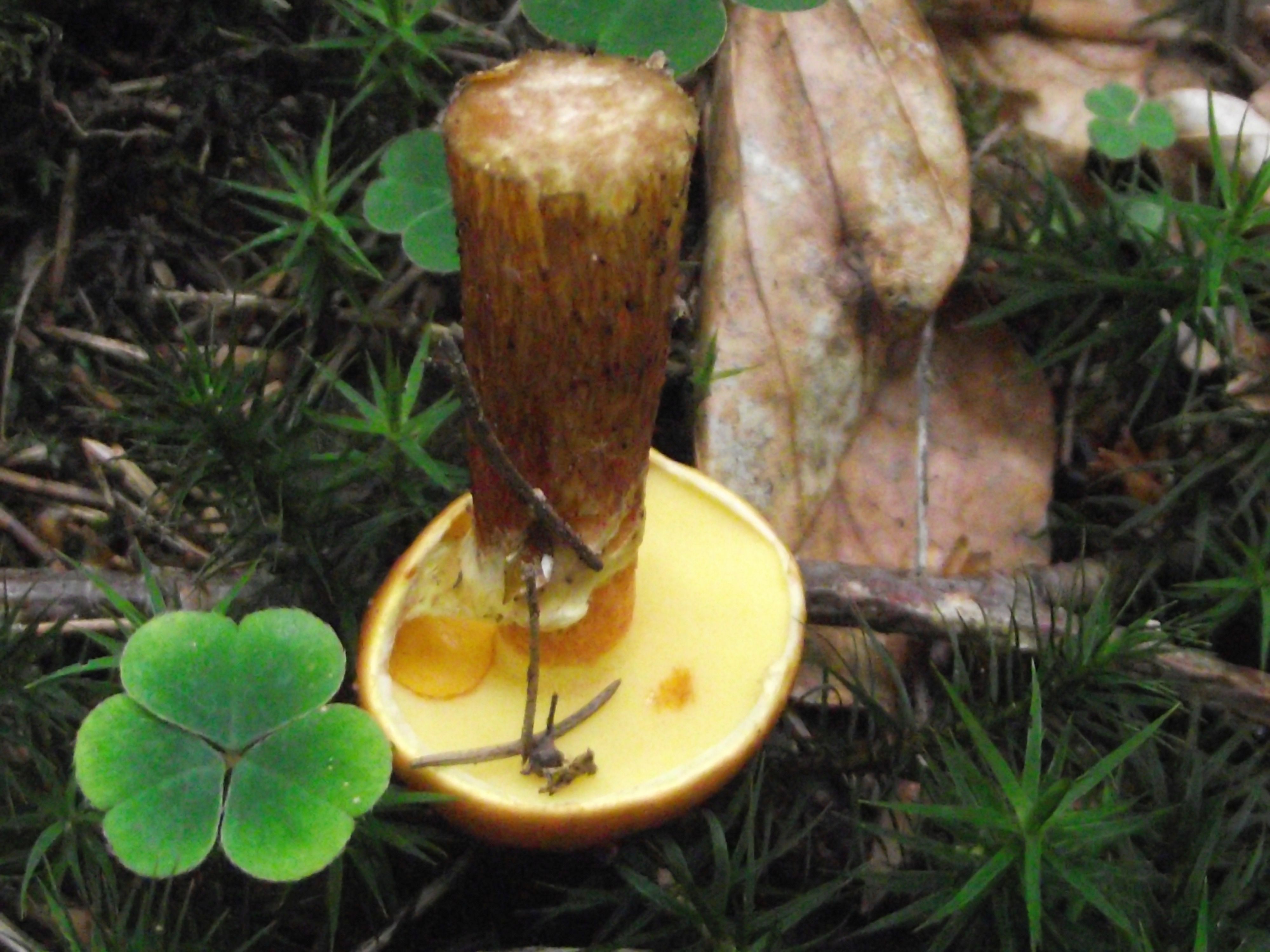 Goldgelber Lärchen-Röhrling
